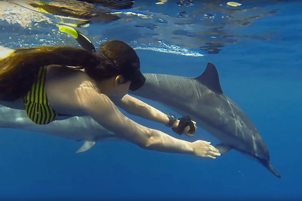 Rencontre avec les Dauphins