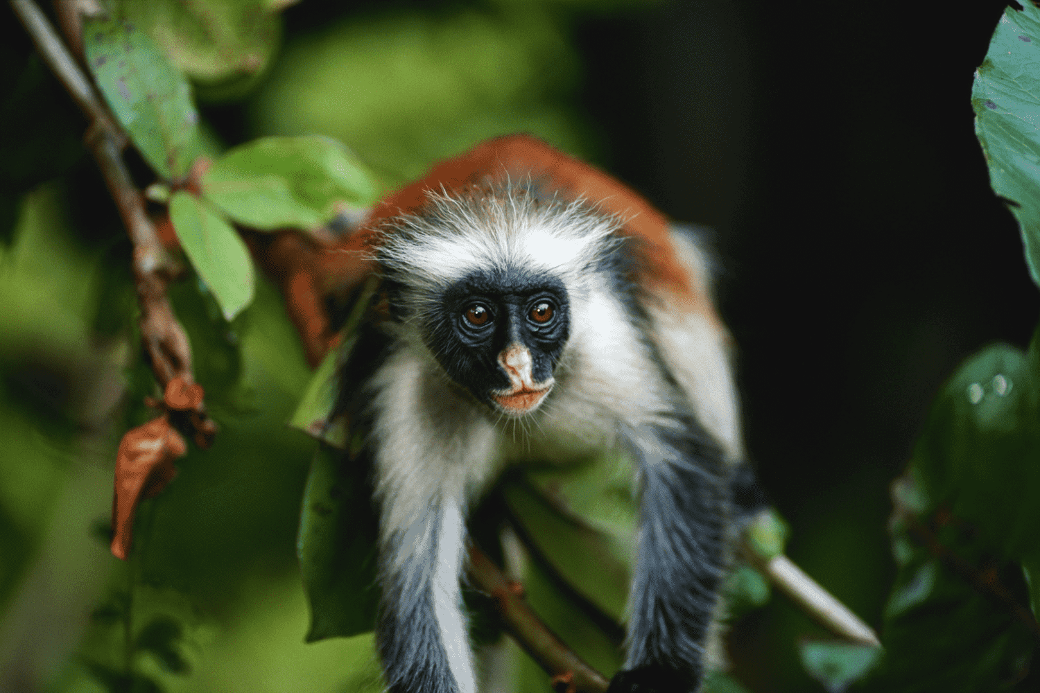Singe de la Forêt de Jozani