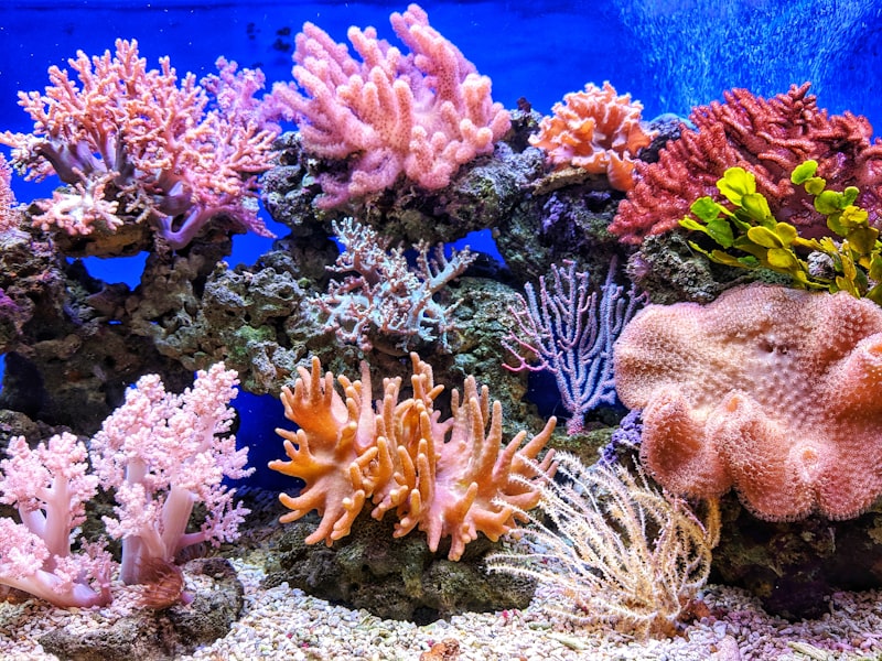 Nage avec les Dauphins