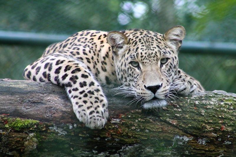 Parc National du Lac Manyara